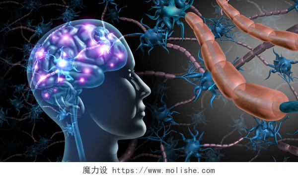 脑神经细胞和神经系统解剖提高记忆力大脑思考